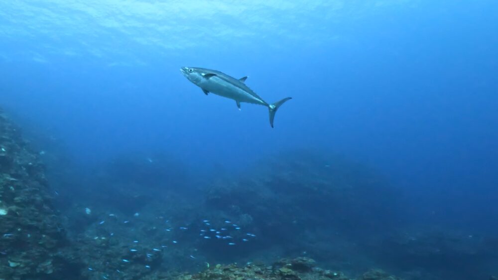 ウクノ浜